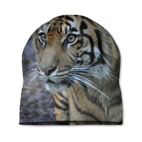 Шапка 3D с принтом Тигр , 100% полиэстер | универсальный размер, печать по всей поверхности изделия | амурский | животные | зверь | киса | кот | котенок | кошка | тигр | хищник