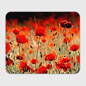 Коврик прямоугольный с принтом Маковое поле , натуральный каучук | размер 230 х 185 мм; запечатка лицевой стороны | flower | красные | лето | поле | полевой цветок | цветочки | цветы