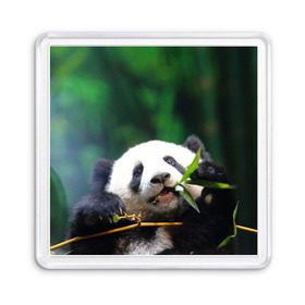 Магнит 55*55 с принтом Панда на ветке , Пластик | Размер: 65*65 мм; Размер печати: 55*55 мм | животные | лес | медведь | медвежонок | панда | природа