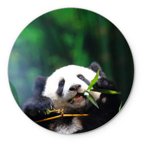 Коврик круглый с принтом Панда на ветке , резина и полиэстер | круглая форма, изображение наносится на всю лицевую часть | Тематика изображения на принте: животные | лес | медведь | медвежонок | панда | природа