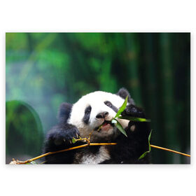 Поздравительная открытка с принтом Панда на ветке , 100% бумага | плотность бумаги 280 г/м2, матовая, на обратной стороне линовка и место для марки
 | Тематика изображения на принте: животные | лес | медведь | медвежонок | панда | природа
