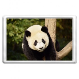 Магнит 45*70 с принтом Панда на дереве , Пластик | Размер: 78*52 мм; Размер печати: 70*45 | Тематика изображения на принте: животные | лес | медведь | медвежонок | панда | природа