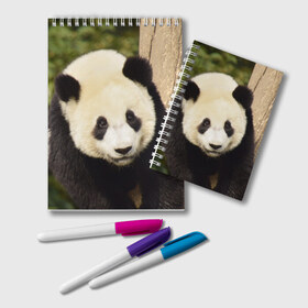 Блокнот с принтом Панда на дереве , 100% бумага | 48 листов, плотность листов — 60 г/м2, плотность картонной обложки — 250 г/м2. Листы скреплены удобной пружинной спиралью. Цвет линий — светло-серый
 | Тематика изображения на принте: животные | лес | медведь | медвежонок | панда | природа