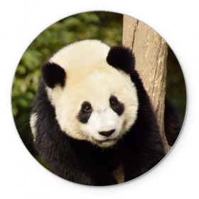 Коврик круглый с принтом Панда на дереве , резина и полиэстер | круглая форма, изображение наносится на всю лицевую часть | животные | лес | медведь | медвежонок | панда | природа