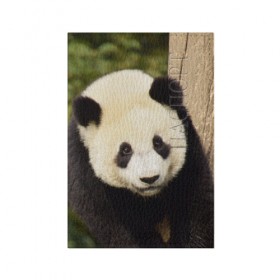 Обложка для паспорта матовая кожа с принтом Панда на дереве , натуральная матовая кожа | размер 19,3 х 13,7 см; прозрачные пластиковые крепления | Тематика изображения на принте: животные | лес | медведь | медвежонок | панда | природа