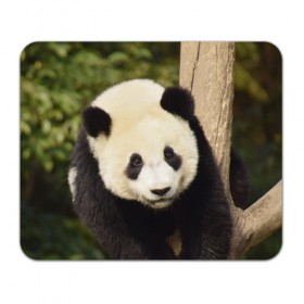 Коврик прямоугольный с принтом Панда на дереве , натуральный каучук | размер 230 х 185 мм; запечатка лицевой стороны | Тематика изображения на принте: животные | лес | медведь | медвежонок | панда | природа