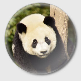 Значок с принтом Панда на дереве ,  металл | круглая форма, металлическая застежка в виде булавки | Тематика изображения на принте: животные | лес | медведь | медвежонок | панда | природа