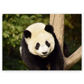 Поздравительная открытка с принтом Панда на дереве , 100% бумага | плотность бумаги 280 г/м2, матовая, на обратной стороне линовка и место для марки
 | Тематика изображения на принте: животные | лес | медведь | медвежонок | панда | природа