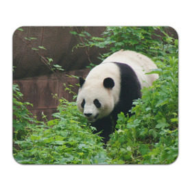 Коврик прямоугольный с принтом Панда в лесу , натуральный каучук | размер 230 х 185 мм; запечатка лицевой стороны | животные | лес | медведь | медвежонок | панда | природа