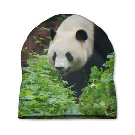 Шапка 3D с принтом Панда в лесу , 100% полиэстер | универсальный размер, печать по всей поверхности изделия | животные | лес | медведь | медвежонок | панда | природа