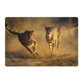 Магнитный плакат 3Х2 с принтом Гепард , Полимерный материал с магнитным слоем | 6 деталей размером 9*9 см | амурский | гепард | животные | зверь | киса | кот | котенок | кошка | лев | леопард | пума | рысь | серый | тигр | тигренок | хищник