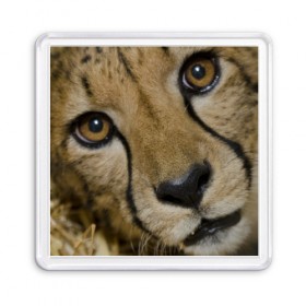 Магнит 55*55 с принтом Гепард , Пластик | Размер: 65*65 мм; Размер печати: 55*55 мм | Тематика изображения на принте: амурский | гепард | животные | зверь | киса | кот | котенок | кошка | лев | леопард | пума | рысь | серый | тигр | тигренок | хищник