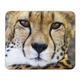 Коврик прямоугольный с принтом Гепард , натуральный каучук | размер 230 х 185 мм; запечатка лицевой стороны | Тематика изображения на принте: амурский | гепард | животные | зверь | киса | кот | котенок | кошка | лев | леопард | пума | рысь | серый | тигр | тигренок | хищник