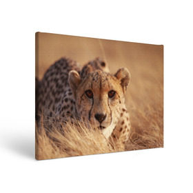 Холст прямоугольный с принтом Гепард , 100% ПВХ |  | Тематика изображения на принте: амурский | гепард | животные | зверь | киса | кот | котенок | кошка | лев | леопард | пума | рысь | серый | тигр | тигренок | хищник