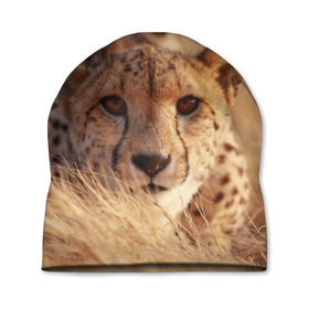 Шапка 3D с принтом Гепард , 100% полиэстер | универсальный размер, печать по всей поверхности изделия | амурский | гепард | животные | зверь | киса | кот | котенок | кошка | лев | леопард | пума | рысь | серый | тигр | тигренок | хищник