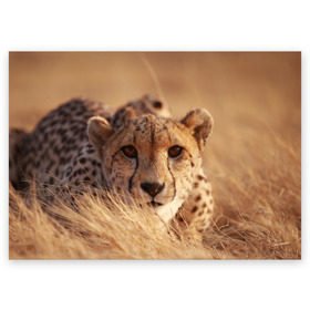 Поздравительная открытка с принтом Гепард , 100% бумага | плотность бумаги 280 г/м2, матовая, на обратной стороне линовка и место для марки
 | амурский | гепард | животные | зверь | киса | кот | котенок | кошка | лев | леопард | пума | рысь | серый | тигр | тигренок | хищник