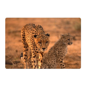 Магнитный плакат 3Х2 с принтом Гепард , Полимерный материал с магнитным слоем | 6 деталей размером 9*9 см | амурский | гепард | животные | зверь | киса | кот | котенок | кошка | лев | леопард | пума | рысь | серый | тигр | тигренок | хищник