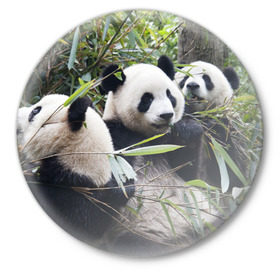 Значок с принтом Семейка панд ,  металл | круглая форма, металлическая застежка в виде булавки | бамбук | животное | зверь | косолапый | лес | медведи | медведь | миша | мишка | мишутка | млекопитающее | панда | природа | трое
