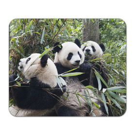Коврик прямоугольный с принтом Семейка панд , натуральный каучук | размер 230 х 185 мм; запечатка лицевой стороны | бамбук | животное | зверь | косолапый | лес | медведи | медведь | миша | мишка | мишутка | млекопитающее | панда | природа | трое