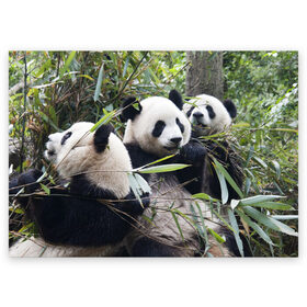 Поздравительная открытка с принтом Семейка панд , 100% бумага | плотность бумаги 280 г/м2, матовая, на обратной стороне линовка и место для марки
 | бамбук | животное | зверь | косолапый | лес | медведи | медведь | миша | мишка | мишутка | млекопитающее | панда | природа | трое