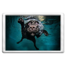 Магнит 45*70 с принтом Пес дайвер , Пластик | Размер: 78*52 мм; Размер печати: 70*45 | вода | гребет | дайвер | животное | купается | лапы | нос | пес | плавец | плывет | под водой | прикольный | пузыри | смешной | собака | щенок