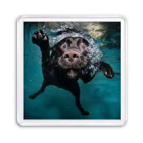 Магнит 55*55 с принтом Пес дайвер , Пластик | Размер: 65*65 мм; Размер печати: 55*55 мм | вода | гребет | дайвер | животное | купается | лапы | нос | пес | плавец | плывет | под водой | прикольный | пузыри | смешной | собака | щенок