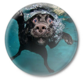 Значок с принтом Пес дайвер ,  металл | круглая форма, металлическая застежка в виде булавки | Тематика изображения на принте: вода | гребет | дайвер | животное | купается | лапы | нос | пес | плавец | плывет | под водой | прикольный | пузыри | смешной | собака | щенок