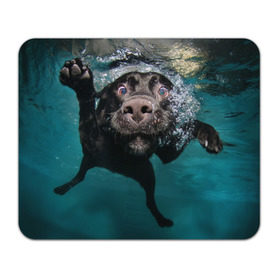 Коврик прямоугольный с принтом Пес дайвер , натуральный каучук | размер 230 х 185 мм; запечатка лицевой стороны | вода | гребет | дайвер | животное | купается | лапы | нос | пес | плавец | плывет | под водой | прикольный | пузыри | смешной | собака | щенок