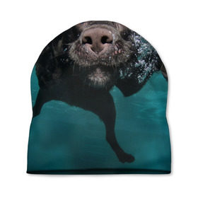 Шапка 3D с принтом Пес дайвер , 100% полиэстер | универсальный размер, печать по всей поверхности изделия | вода | гребет | дайвер | животное | купается | лапы | нос | пес | плавец | плывет | под водой | прикольный | пузыри | смешной | собака | щенок