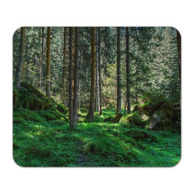 Коврик прямоугольный с принтом Темный лес , натуральный каучук | размер 230 х 185 мм; запечатка лицевой стороны | бор | деревья | ель | ельник | заповедник | камни | красивый | лес | лето | мох | мрачный | прекрасный | природа | флора | чудесный
