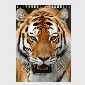 Скетчбук с принтом Тигр , 100% бумага
 | 48 листов, плотность листов — 100 г/м2, плотность картонной обложки — 250 г/м2. Листы скреплены сверху удобной пружинной спиралью | дикая кошка | клыки | кошка | пасть | сафари | тигр | хищник