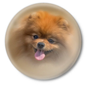 Значок с принтом Шпиц ,  металл | круглая форма, металлическая застежка в виде булавки | shpic | животные | мордочка | пёс | рыжий | собака | собачка | язык