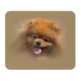 Коврик прямоугольный с принтом Шпиц , натуральный каучук | размер 230 х 185 мм; запечатка лицевой стороны | Тематика изображения на принте: shpic | животные | мордочка | пёс | рыжий | собака | собачка | язык