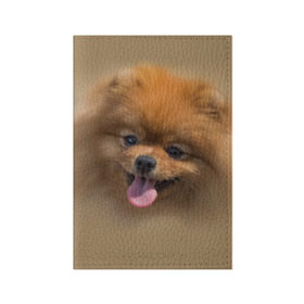 Обложка для паспорта матовая кожа с принтом Шпиц , натуральная матовая кожа | размер 19,3 х 13,7 см; прозрачные пластиковые крепления | Тематика изображения на принте: shpic | животные | мордочка | пёс | рыжий | собака | собачка | язык