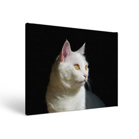 Холст прямоугольный с принтом Белая и пушистая , 100% ПВХ |  | Тематика изображения на принте: белый | взгляд | глаза | киска | кот | котёнок | кошка | пушистый