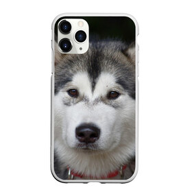 Чехол для iPhone 11 Pro матовый с принтом Хаски , Силикон |  | волк | маламут | собака | хаски | щенок