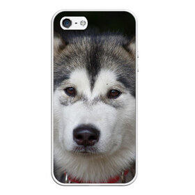Чехол для iPhone 5/5S матовый с принтом Хаски , Силикон | Область печати: задняя сторона чехла, без боковых панелей | волк | маламут | собака | хаски | щенок