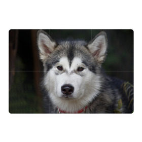 Магнитный плакат 3Х2 с принтом Хаски , Полимерный материал с магнитным слоем | 6 деталей размером 9*9 см | волк | маламут | собака | хаски | щенок