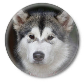 Значок с принтом Хаски ,  металл | круглая форма, металлическая застежка в виде булавки | Тематика изображения на принте: волк | маламут | собака | хаски | щенок