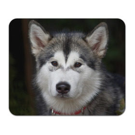 Коврик прямоугольный с принтом Хаски , натуральный каучук | размер 230 х 185 мм; запечатка лицевой стороны | волк | маламут | собака | хаски | щенок
