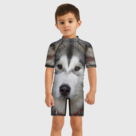 Детский купальный костюм 3D с принтом Хаски , Полиэстер 85%, Спандекс 15% | застежка на молнии на спине | волк | маламут | собака | хаски | щенок