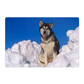 Магнитный плакат 3Х2 с принтом Аляскинский маламут , Полимерный материал с магнитным слоем | 6 деталей размером 9*9 см | аляска | горы | друг человека | животное | зима | красивая | ласка | пес | полярный круг | породистая собака | породы | северный полюс | снег | хаски | щенок