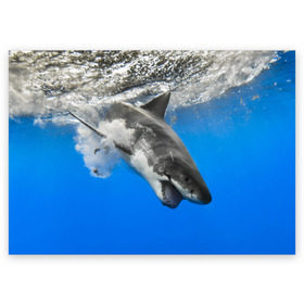 Поздравительная открытка с принтом Акула , 100% бумага | плотность бумаги 280 г/м2, матовая, на обратной стороне линовка и место для марки
 | shark | море | синий | челюсти