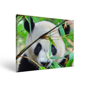 Холст прямоугольный с принтом Панда в лесу , 100% ПВХ |  | бамбук | животное | медведь