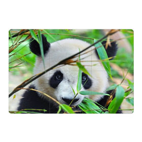 Магнитный плакат 3Х2 с принтом Панда в лесу , Полимерный материал с магнитным слоем | 6 деталей размером 9*9 см | бамбук | животное | медведь