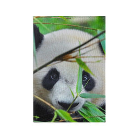 Обложка для паспорта матовая кожа с принтом Панда в лесу , натуральная матовая кожа | размер 19,3 х 13,7 см; прозрачные пластиковые крепления | бамбук | животное | медведь