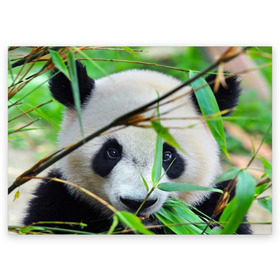 Поздравительная открытка с принтом Панда в лесу , 100% бумага | плотность бумаги 280 г/м2, матовая, на обратной стороне линовка и место для марки
 | Тематика изображения на принте: бамбук | животное | медведь