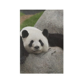 Обложка для паспорта матовая кожа с принтом Панда на камушке , натуральная матовая кожа | размер 19,3 х 13,7 см; прозрачные пластиковые крепления | бамбук | животное | медведь