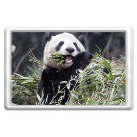 Магнит 45*70 с принтом Панда кушает , Пластик | Размер: 78*52 мм; Размер печати: 70*45 | бамбук | животное | медведь