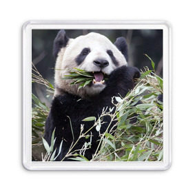 Магнит 55*55 с принтом Панда кушает , Пластик | Размер: 65*65 мм; Размер печати: 55*55 мм | бамбук | животное | медведь